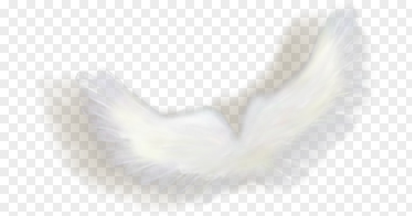 Angel Wings Photography Picture Frames Clip Art PNG