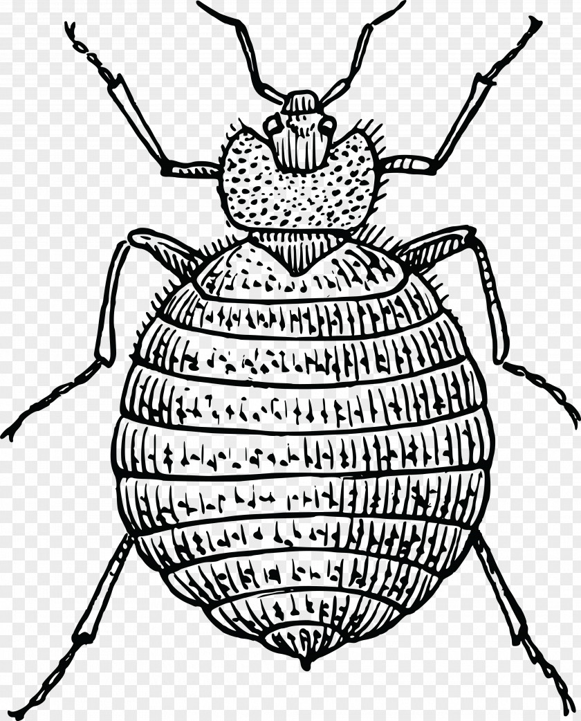 Beetle Bed Bug Bite PNG
