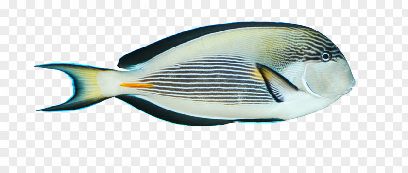 Black Blue Fish PNG