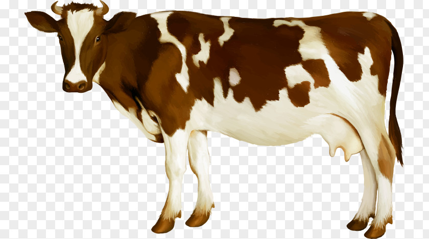 Dairy Cow Holstein Friesian Cattle Simmental Calf Udder PNG