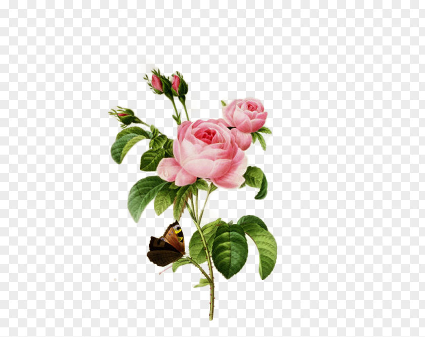 Islamic Post Cabbage Rose French Botanical Illustration Botany PNG