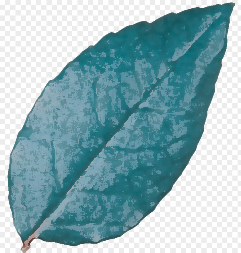 Leaf Turquoise Science Biology Plant Structure PNG