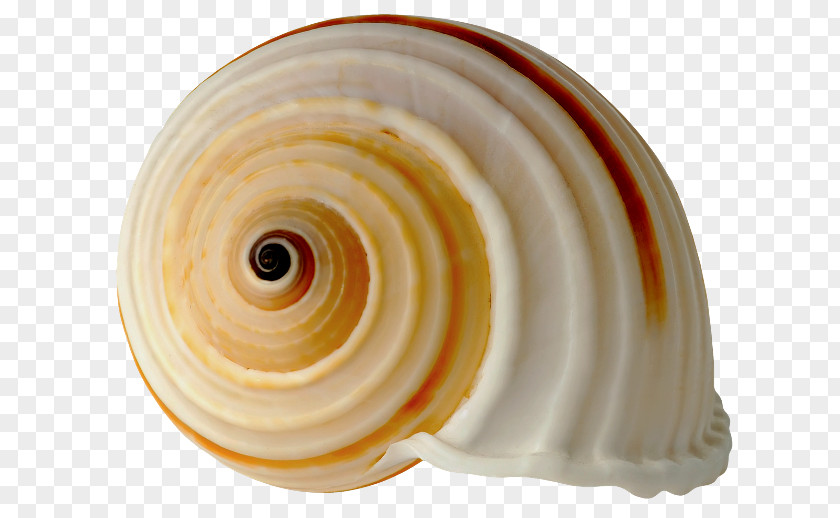 Seashell Royal Dutch Shell Clip Art PNG