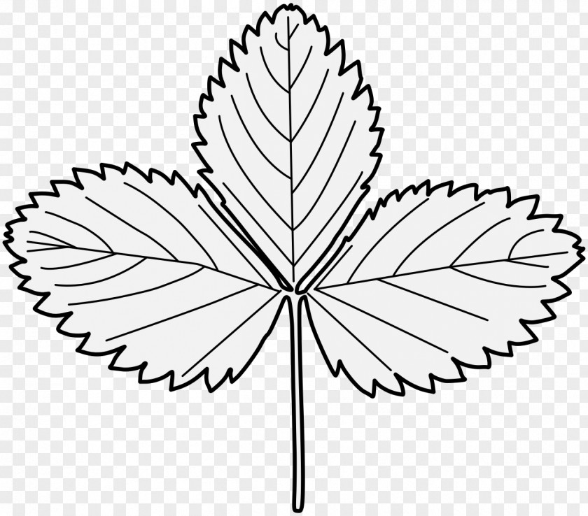 Strawberry Leaf Drawing Petal Plant Stem PNG