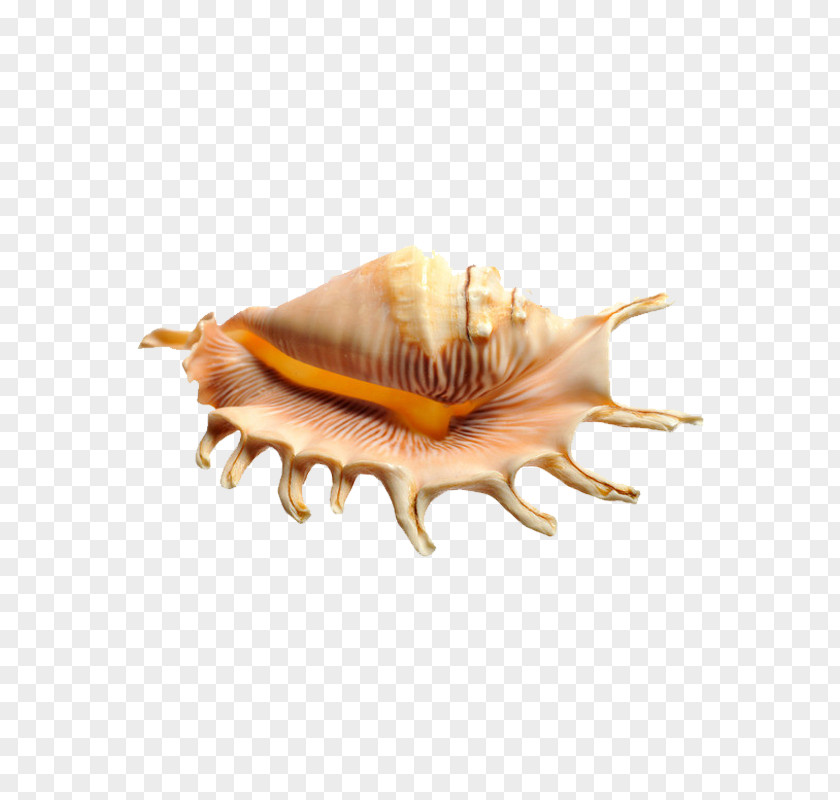 Beach Product Image Seashell Photography PNG