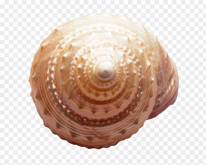Conch Seashell Sea Snail Marine PNG