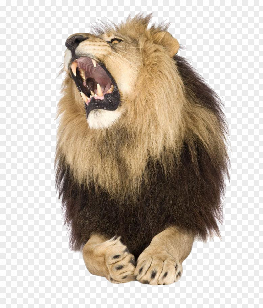 Howling Beast Lion Roar Stock Photography Shutterstock PNG