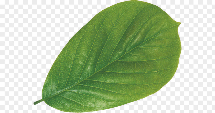 Leaves Leaf Poster Moutan Peony Plant Magnolia Denudata PNG
