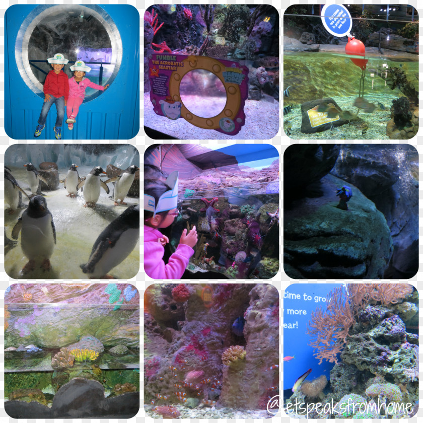 National Sea Life Centre Centres Coral Reef Fish Aquarium PNG