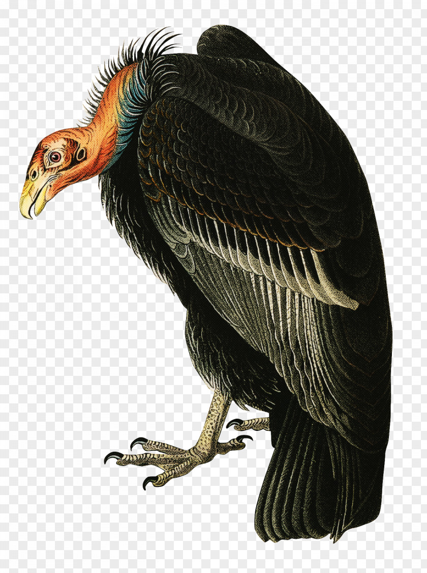 Bird Vulture Beak Condor California PNG