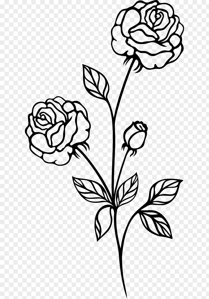 Botanical Flowers Black Rose And White Clip Art PNG