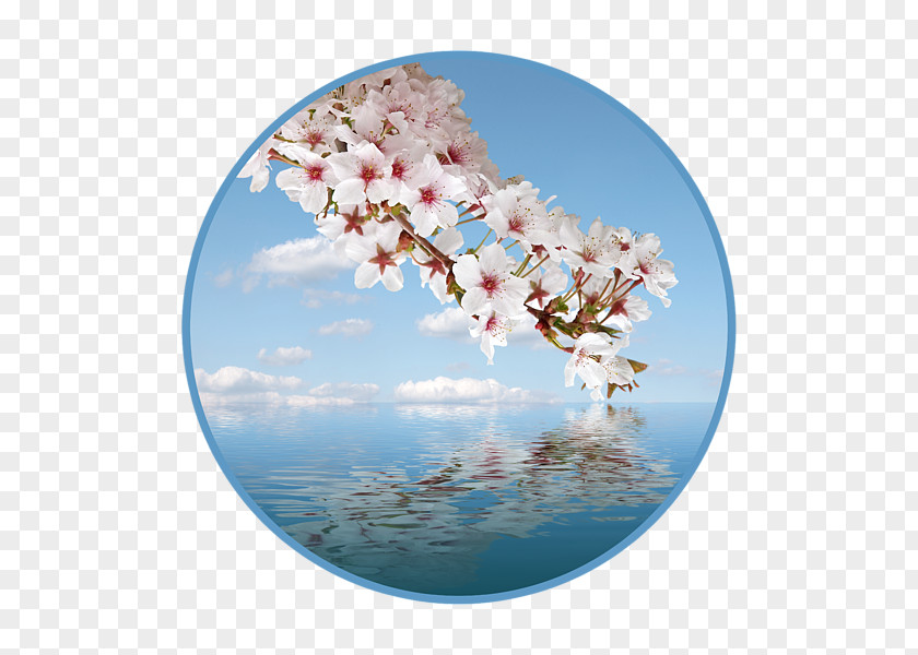 Cascade Cherry Blossom Petal ST.AU.150 MIN.V.UNC.NR AD PNG