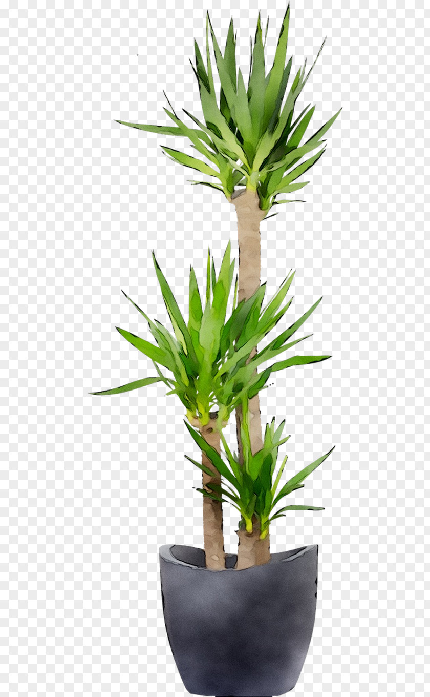 Houseplant Flowerpot Arecales Tree Plant Stem PNG