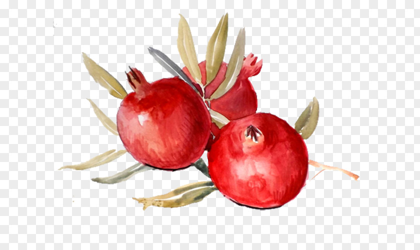 Red Pomegranate Paper Watercolor Painting Food Kitchen PNG