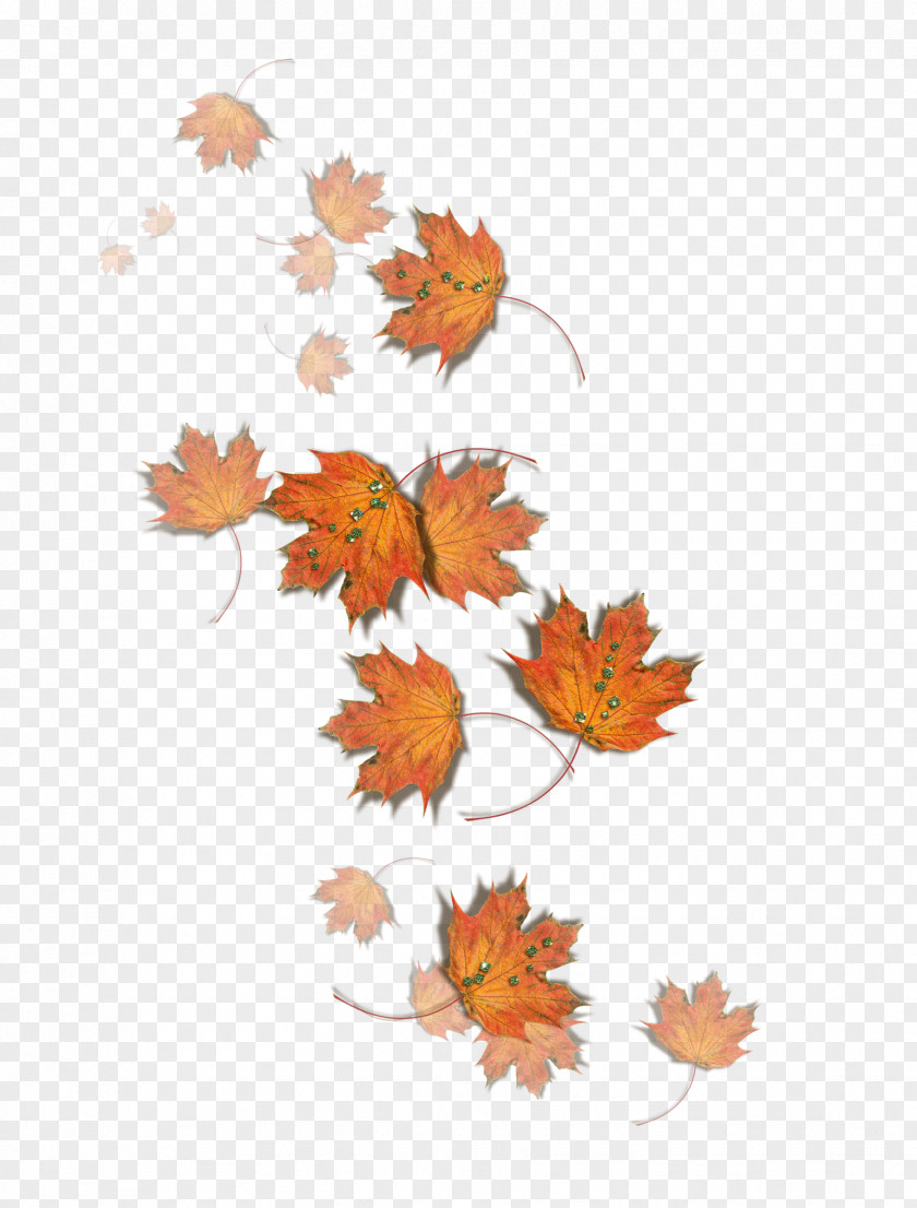 Autumn Fungus Leaf Pileus PNG