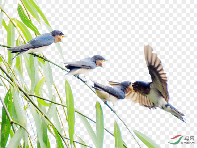 Bamboo Bird PNG