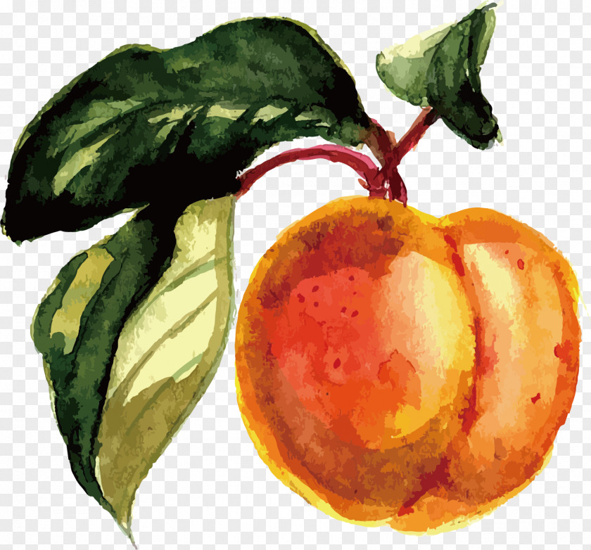 Watercolor Peach Vector Fruit Painting PNG