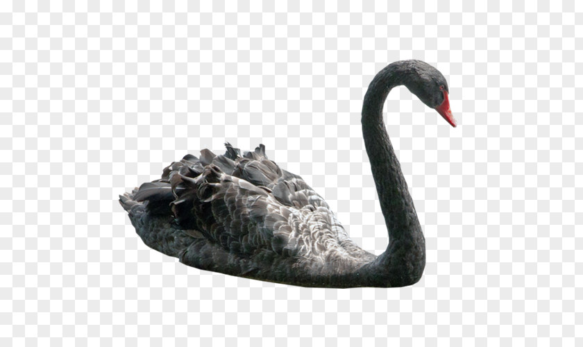 Beautiful Black Swan Clip Art PNG