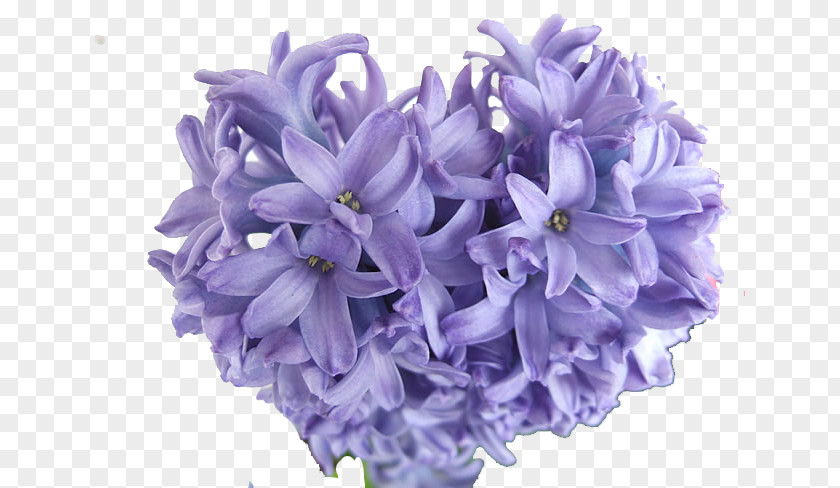 Purple Hyacinth Image Hyacinthus Orientalis Bulb Perennial Plant Blue PNG