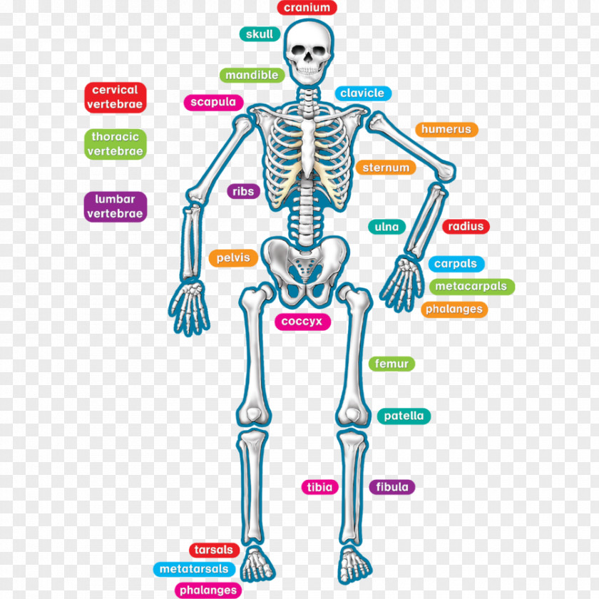 Skeleton Human Body Bone Joint PNG