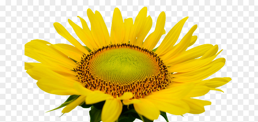 Sunshine Sunflower Common PNG