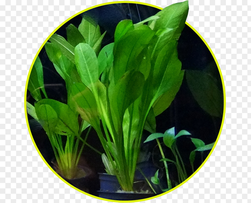 Underwater Plant Water Spinach Aquariums Aquatic Plants Komatsuna PNG