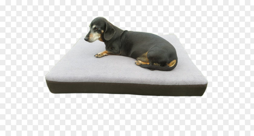 Anxious Dog Harness Breed Dachshund Collar Bed PNG