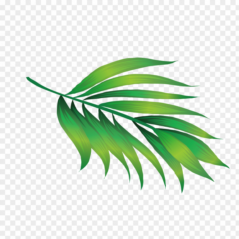 Hawaii Leaves Icon PNG