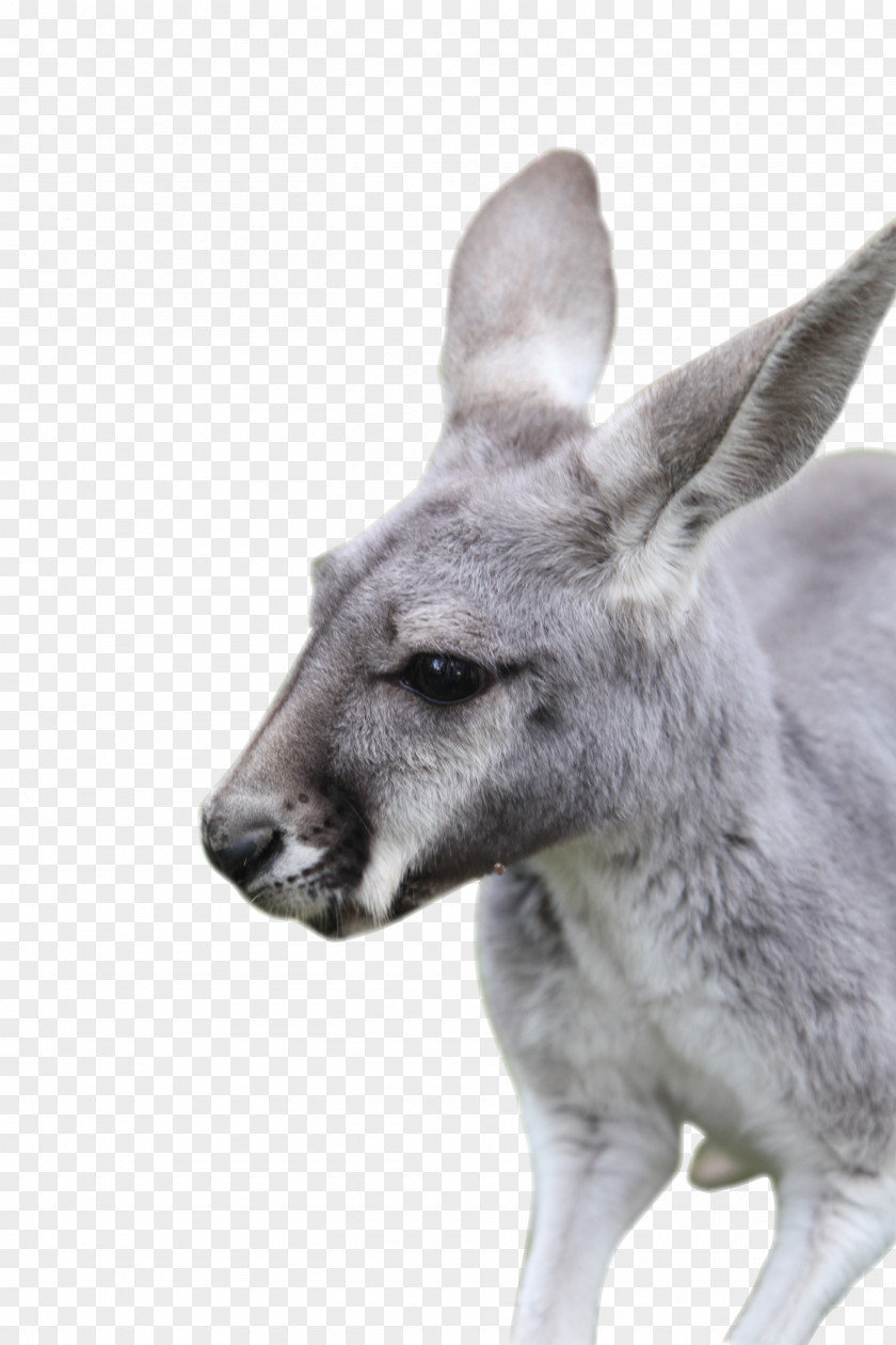 Kangaroo Macropodidae Wallaby Reserve Clip Art PNG