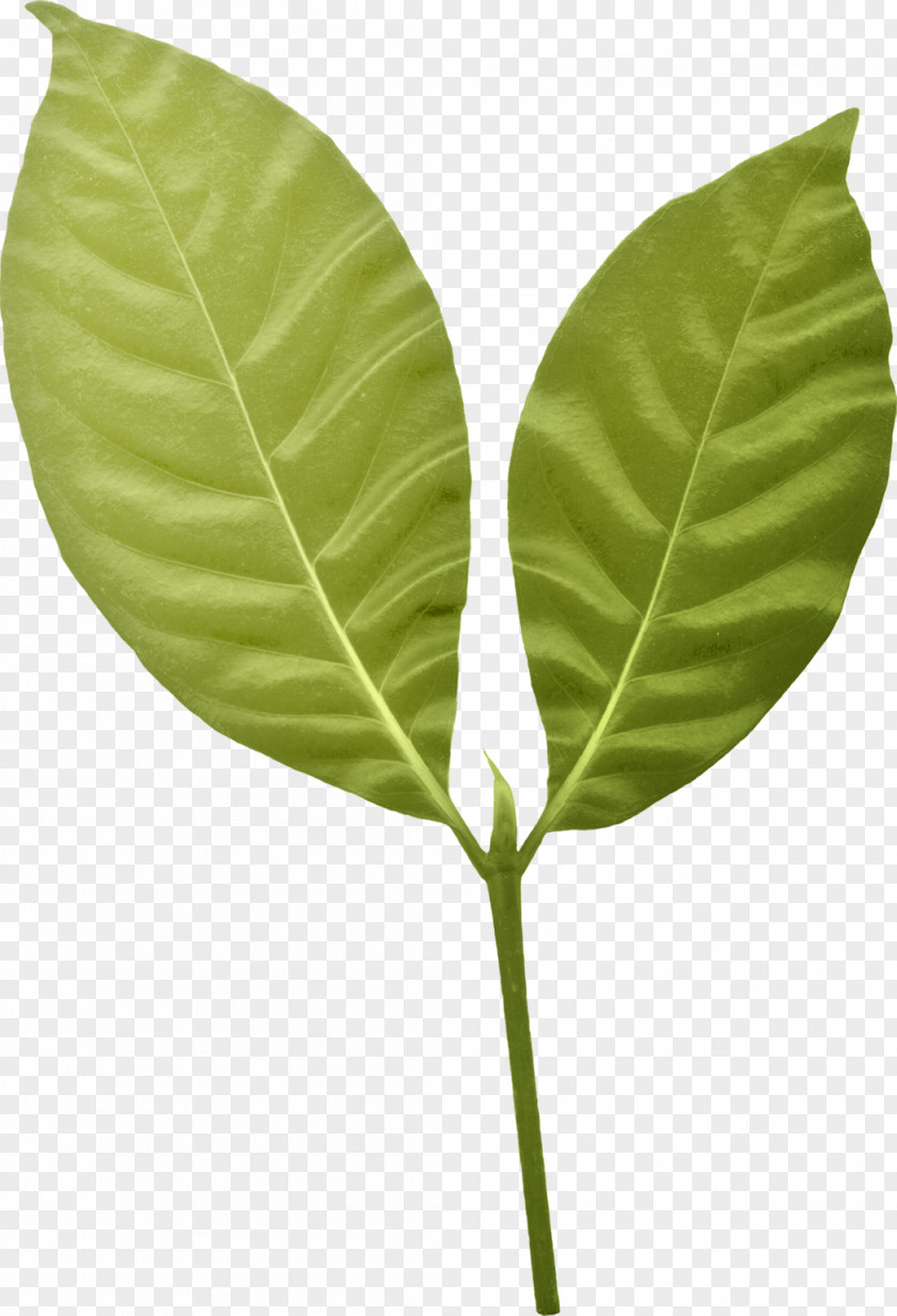 Leaf Plant Stem PNG