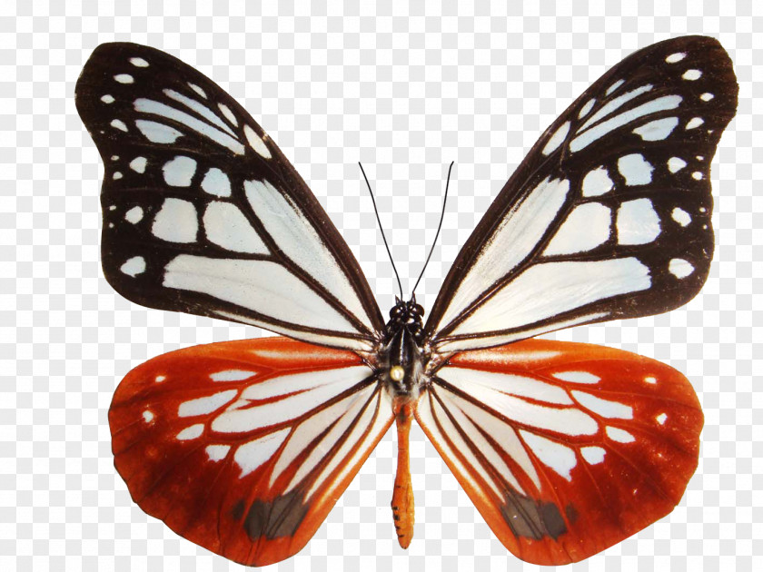 Parantica Sita Monarch Butterfly Milkweed PNG
