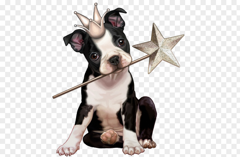 Puppy Boston Terrier Yorkshire Scottish Pet PNG