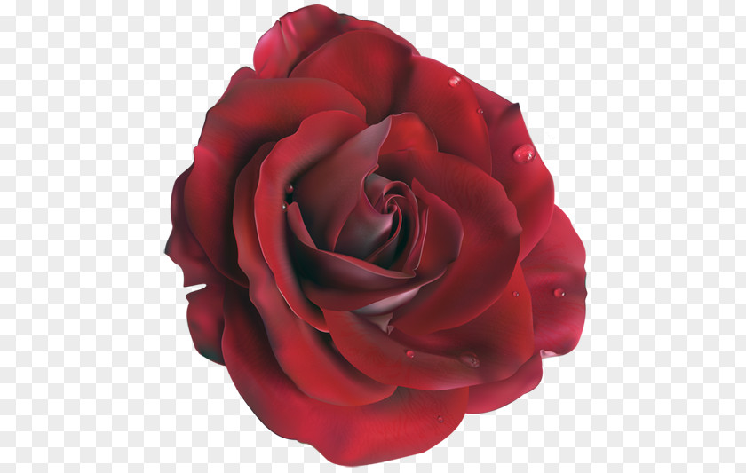 Rose Blue Clip Art PNG