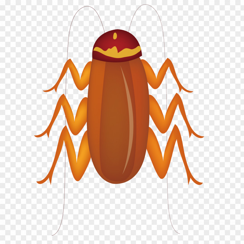 Summer Insects Spider Insect Euclidean Vector PNG