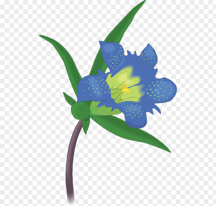 Sw Texas Bluebell Royalty-free Drawing Clip Art PNG