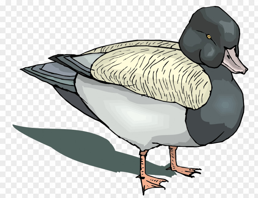 Vector Gray Duck Material Mallard Goose Game PNG