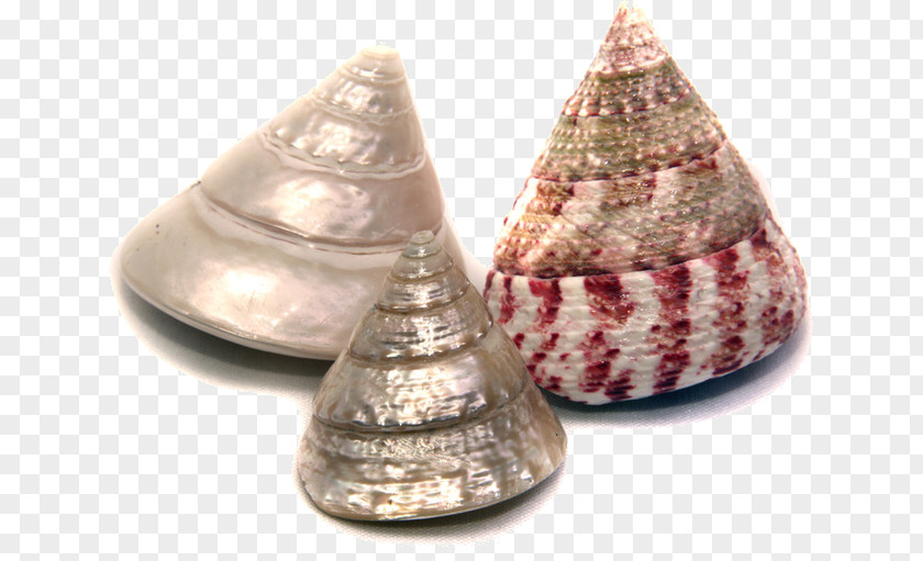 Cockle Email Palauan English Sea PNG