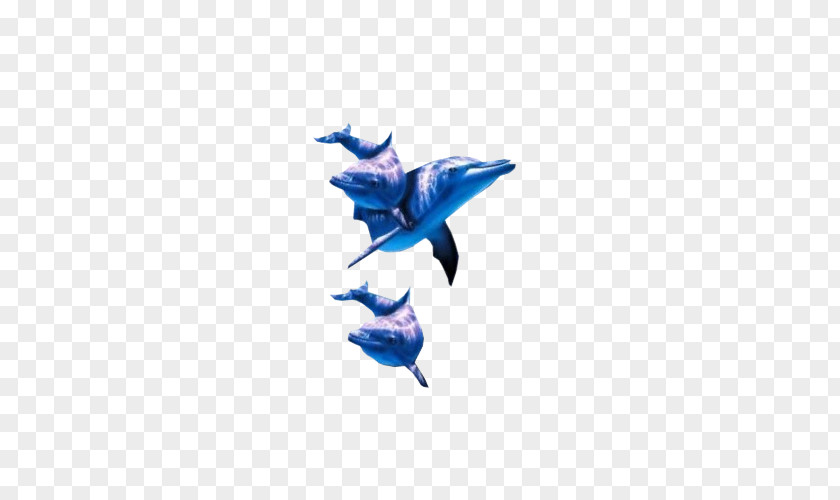 Dolphin Cobalt Blue PNG
