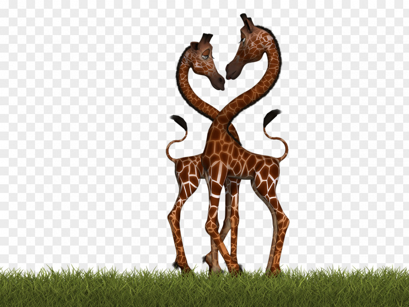 Giraffe Northern Reticulated Bird South African Clip Art PNG