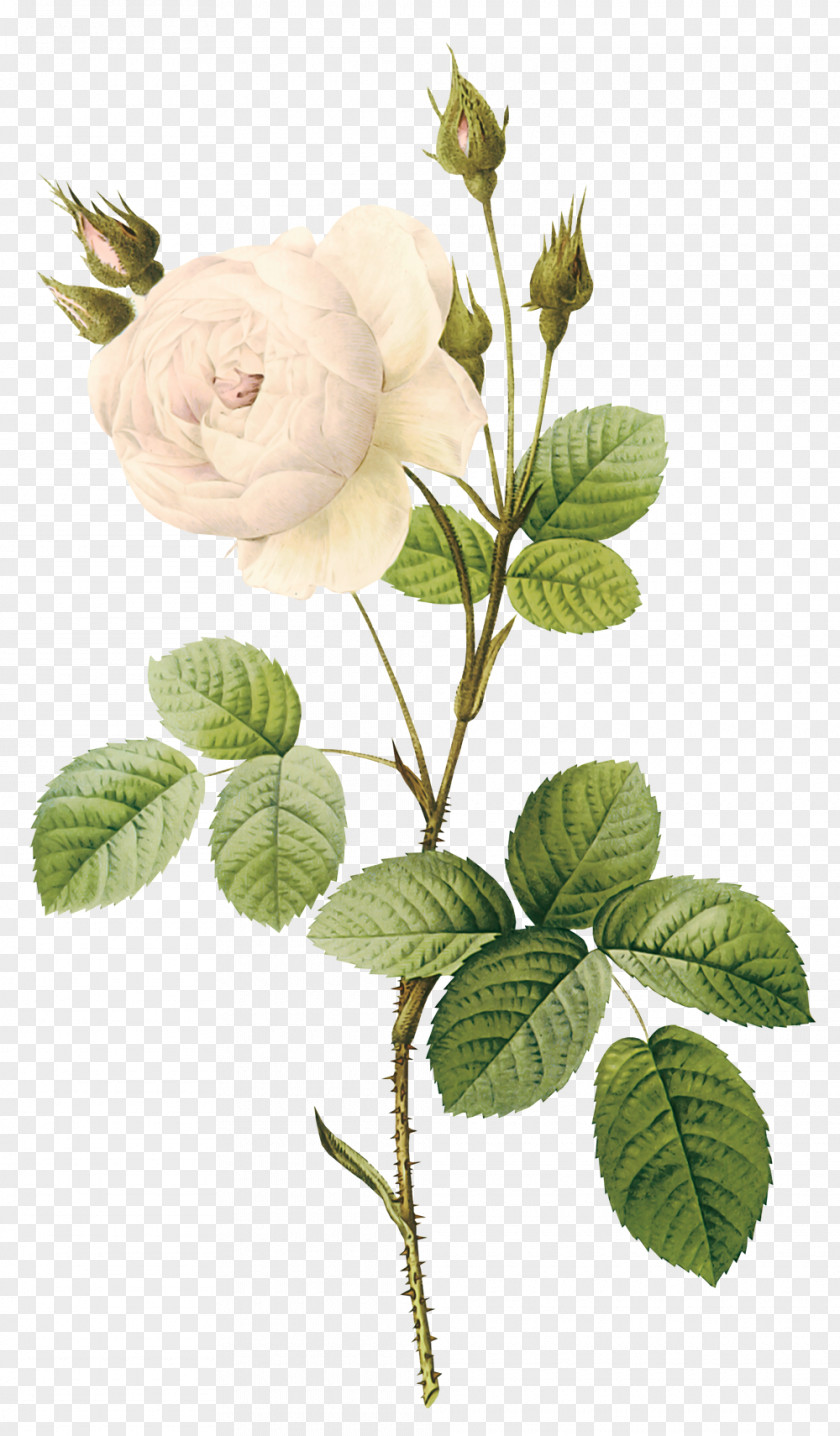 White Rose Flower Botanical Illustration Botany PNG