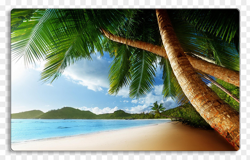 Beach Arecaceae Shore Desktop Wallpaper Tropics PNG