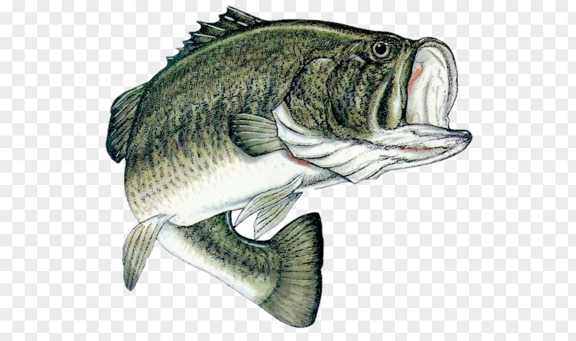 Fishing Tournament Bass Largemouth PNG