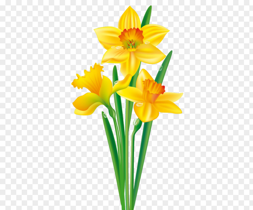 Flower Daffodil Tulip Drawing Clip Art PNG