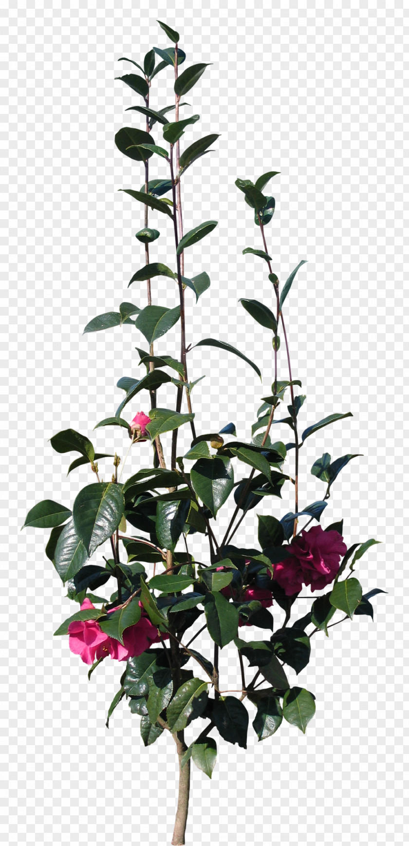 Hibiscus Television Flower Plant Stem PNG