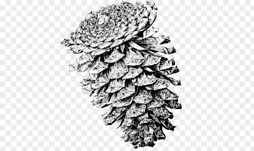 Tree Spruce Lodgepole Pine Ponderosa Conifer Cone Mountain PNG