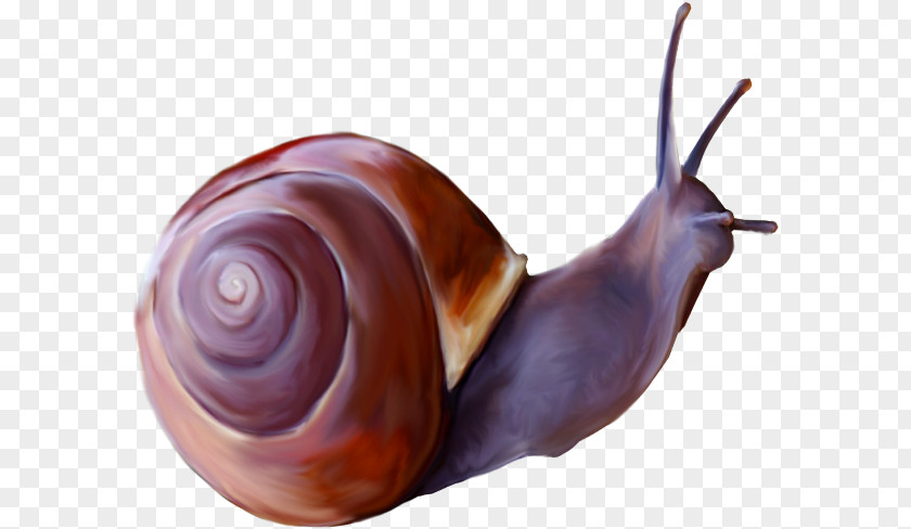 A Snail Insect Clip Art PNG