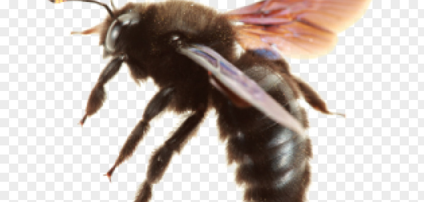 Carpenter Bees Insect The Bee Apidae PNG