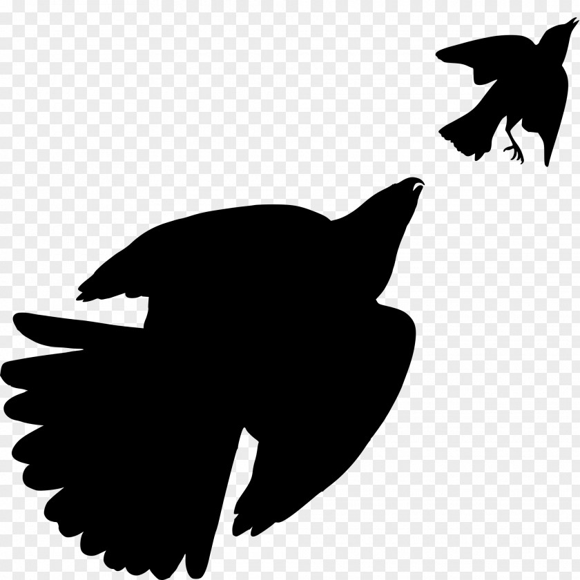 Hawk Png Silhouette The Birds Of America Cooper's Bird Prey PNG