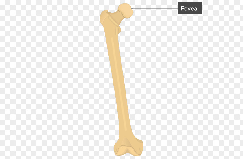 Lateral Epicondyle Of The Femur Condyle Medial PNG