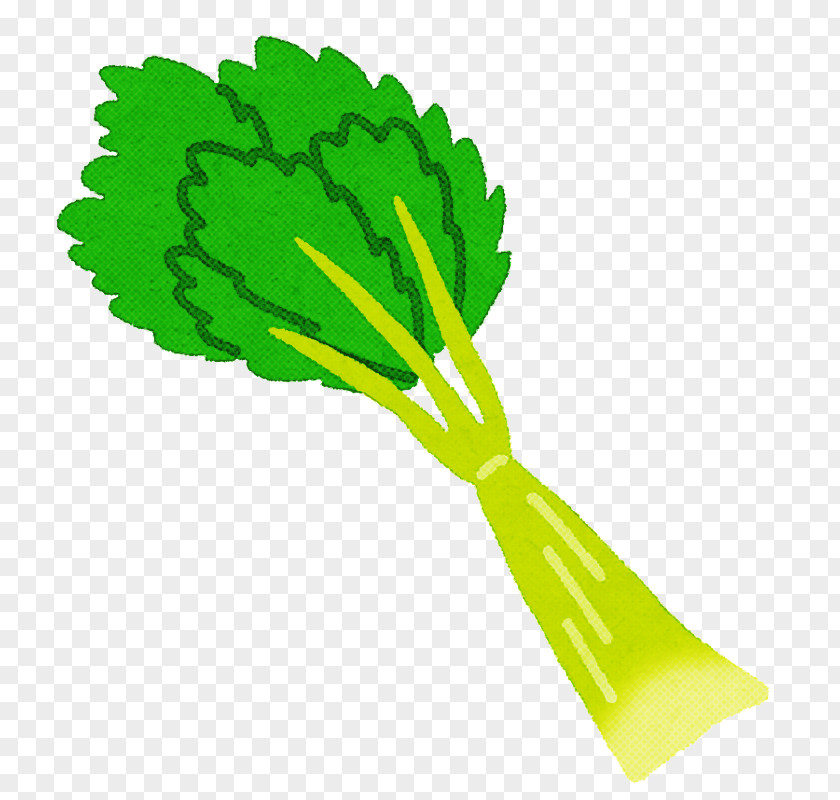 Leaf Vegetable Plant Green PNG